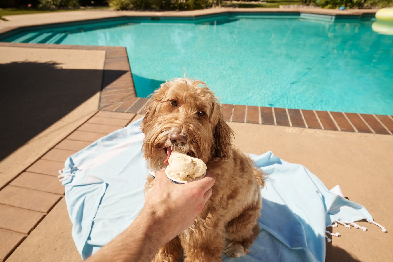 Ice Sttaff Code National Ice Cream Day deals 2026 – NBC New York