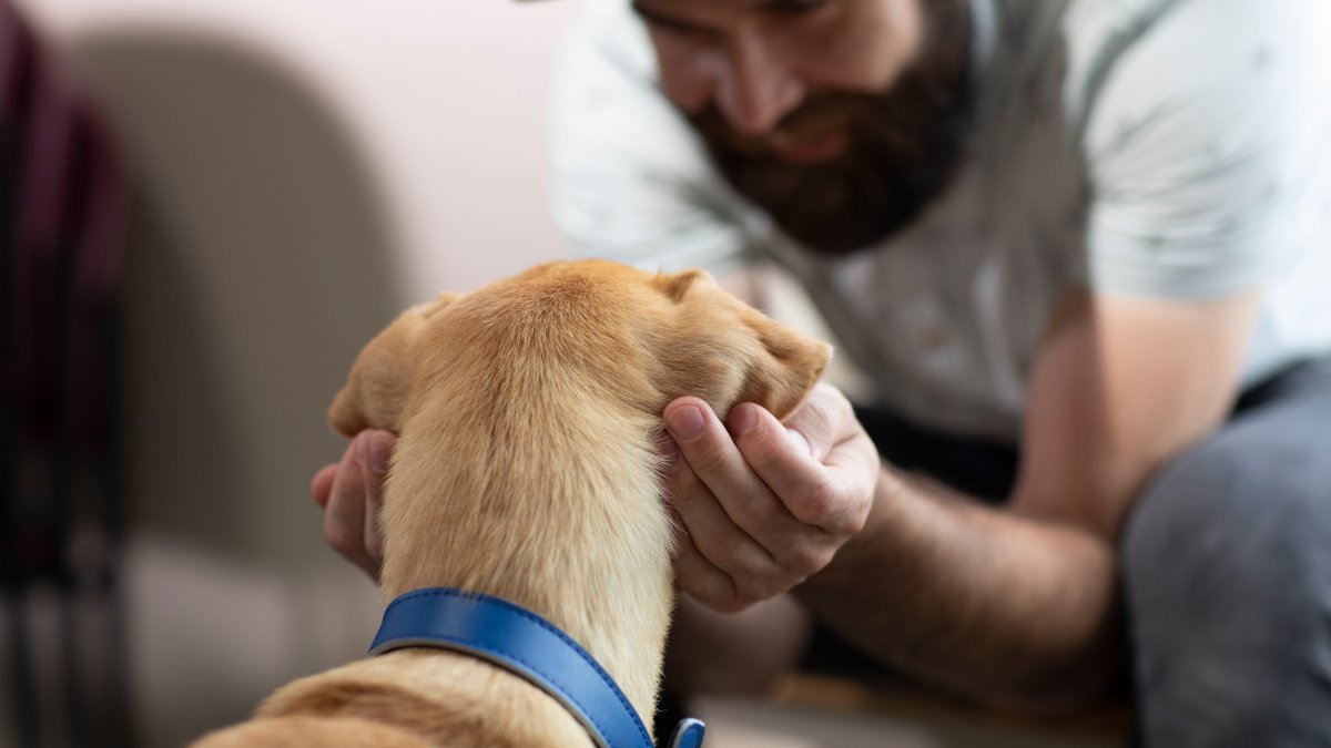 From Streets to Snuggles in 7 Steps: The Hidden Work That Helps Shelter Pets Find a Home 