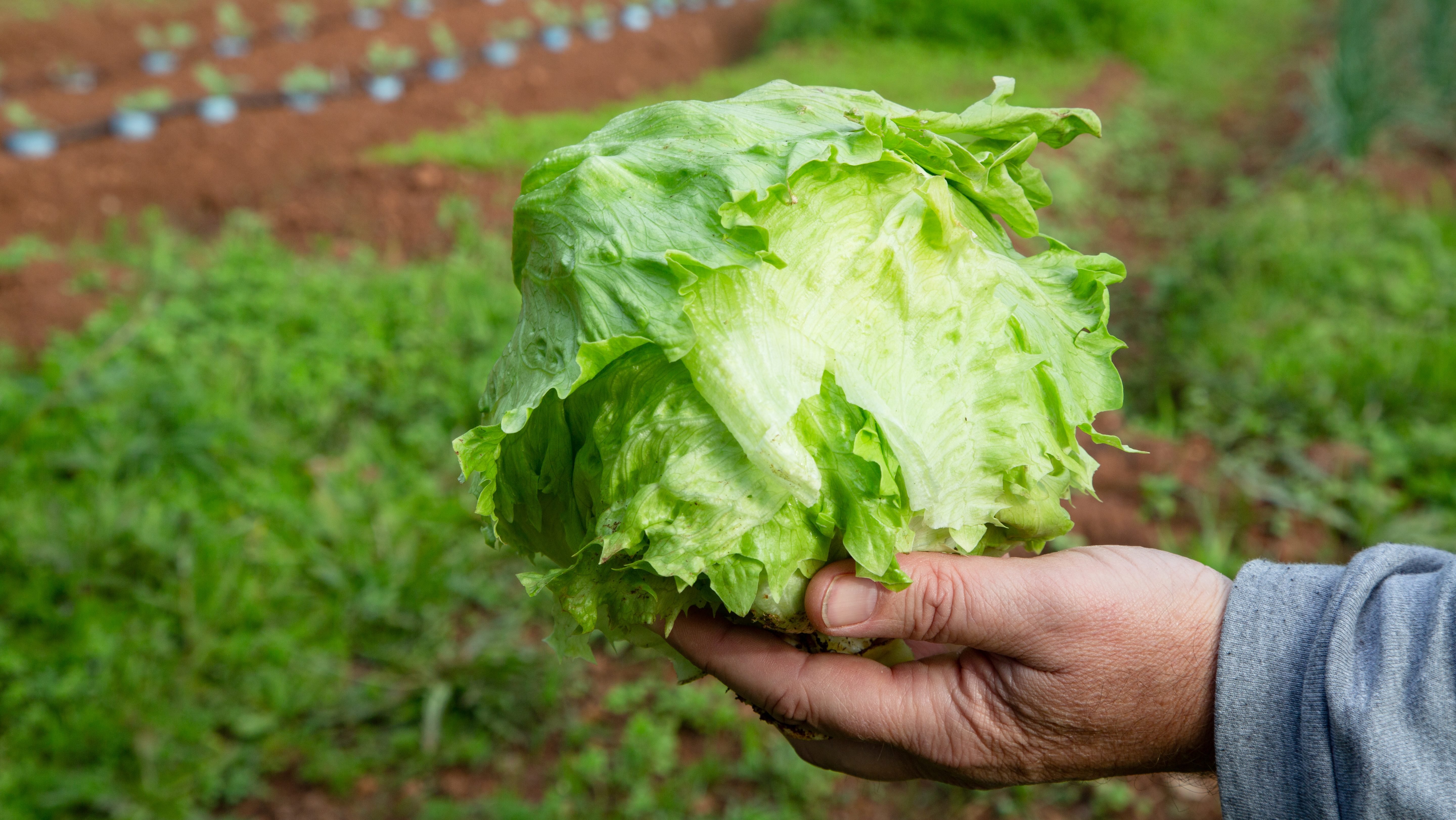 Has cyclospora outbreak peaked? Promising signs in Michigan after lettuce recall