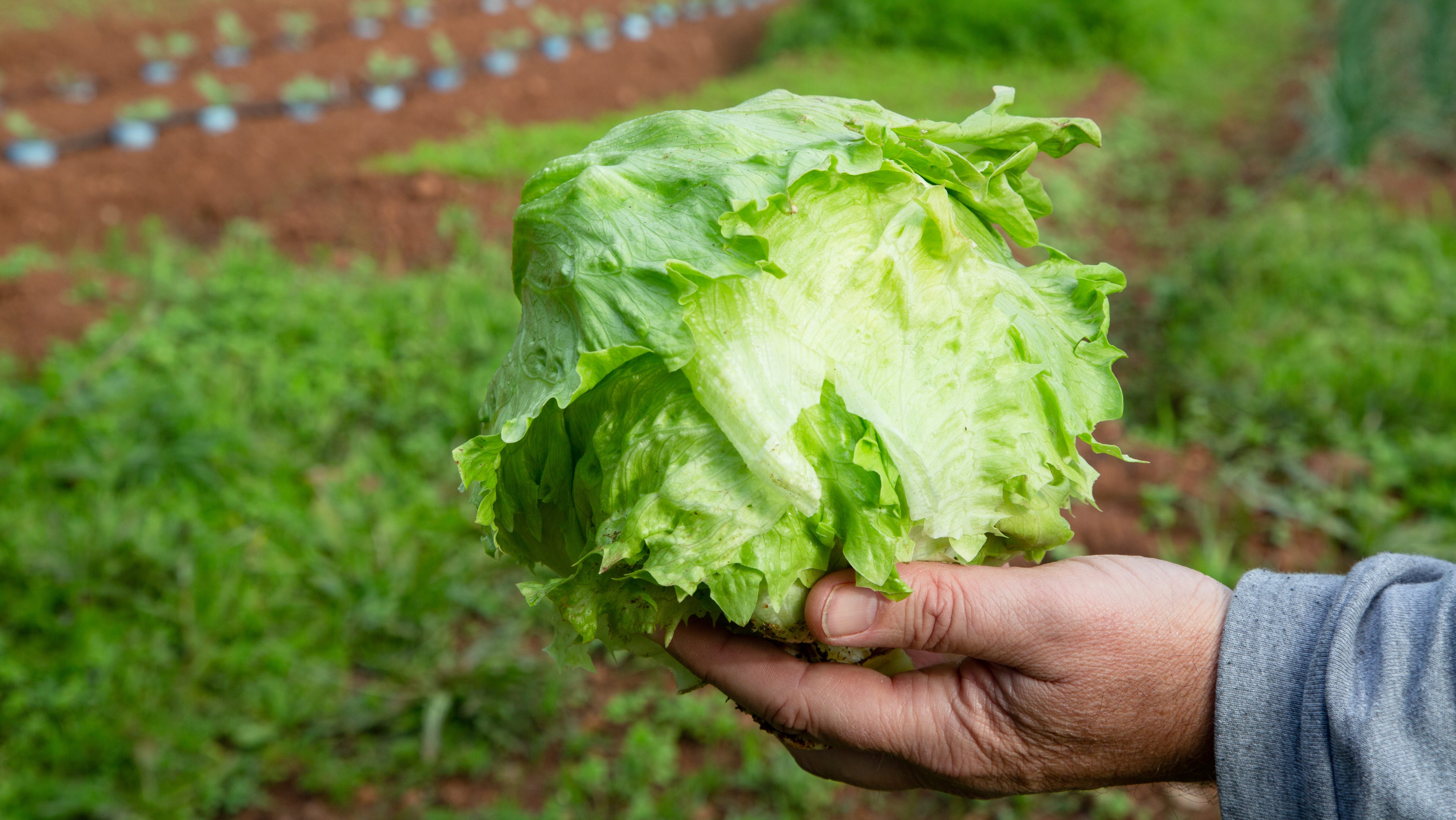 Iceberg lettuce supplier investigated as possible source in cyclosporiasis outbreak