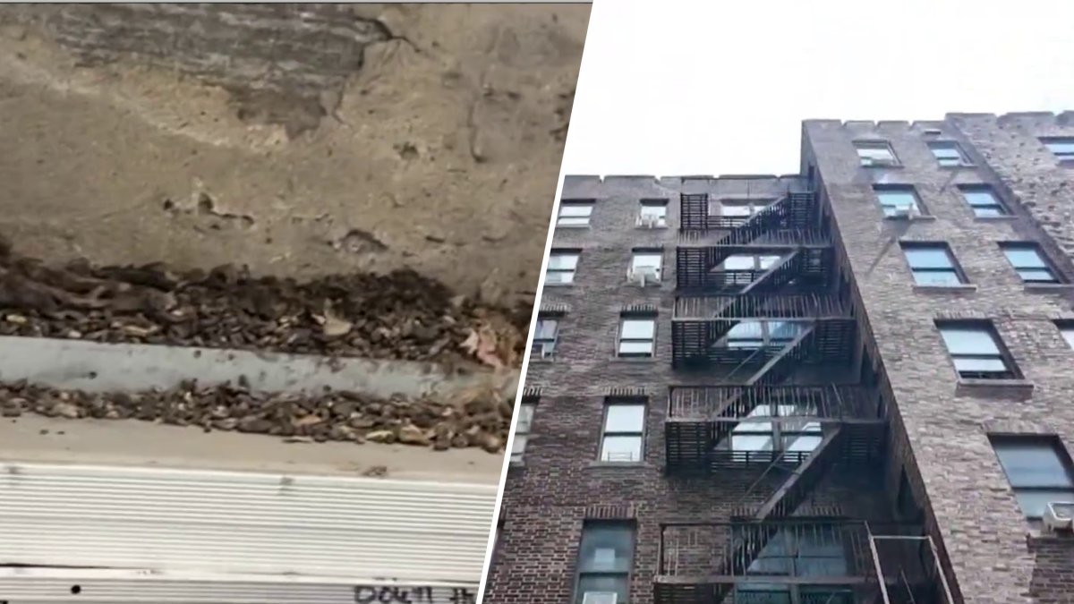 Moradores do Bronx reclamam de infestações de percevejos e ratos – NBC New York