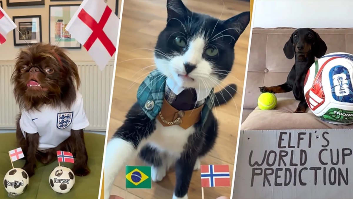 Esses animais de estimação são, na verdade, vencedores da Copa do Mundo graças às previsões de partidas virais – NBC New York