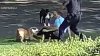 Long Island neighborhood on edge after ‘unprovoked' dog attacks