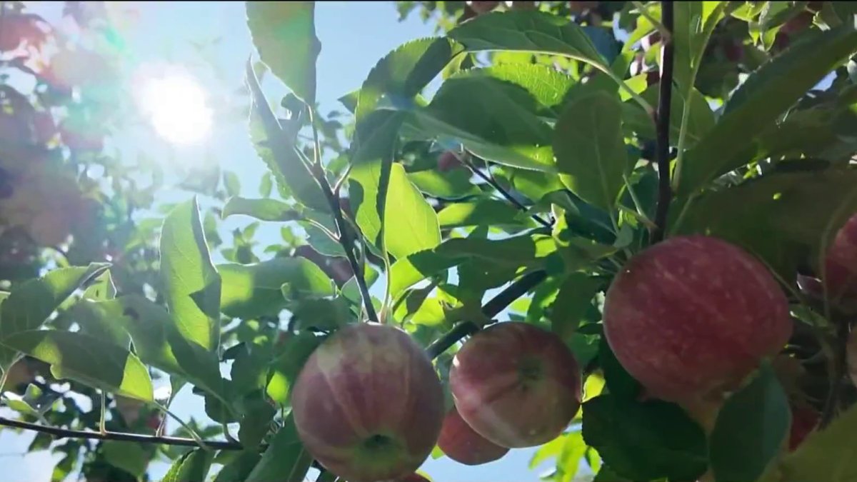 Apple farms feeling the impact of a Spring freeze on this year's crops