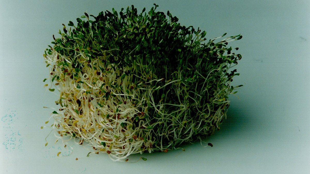Alfalfa sprouts linked to food-poisoning outbreak in 15 states, CDC says