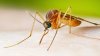 NYC sees first human case of West Nile virus in 2026