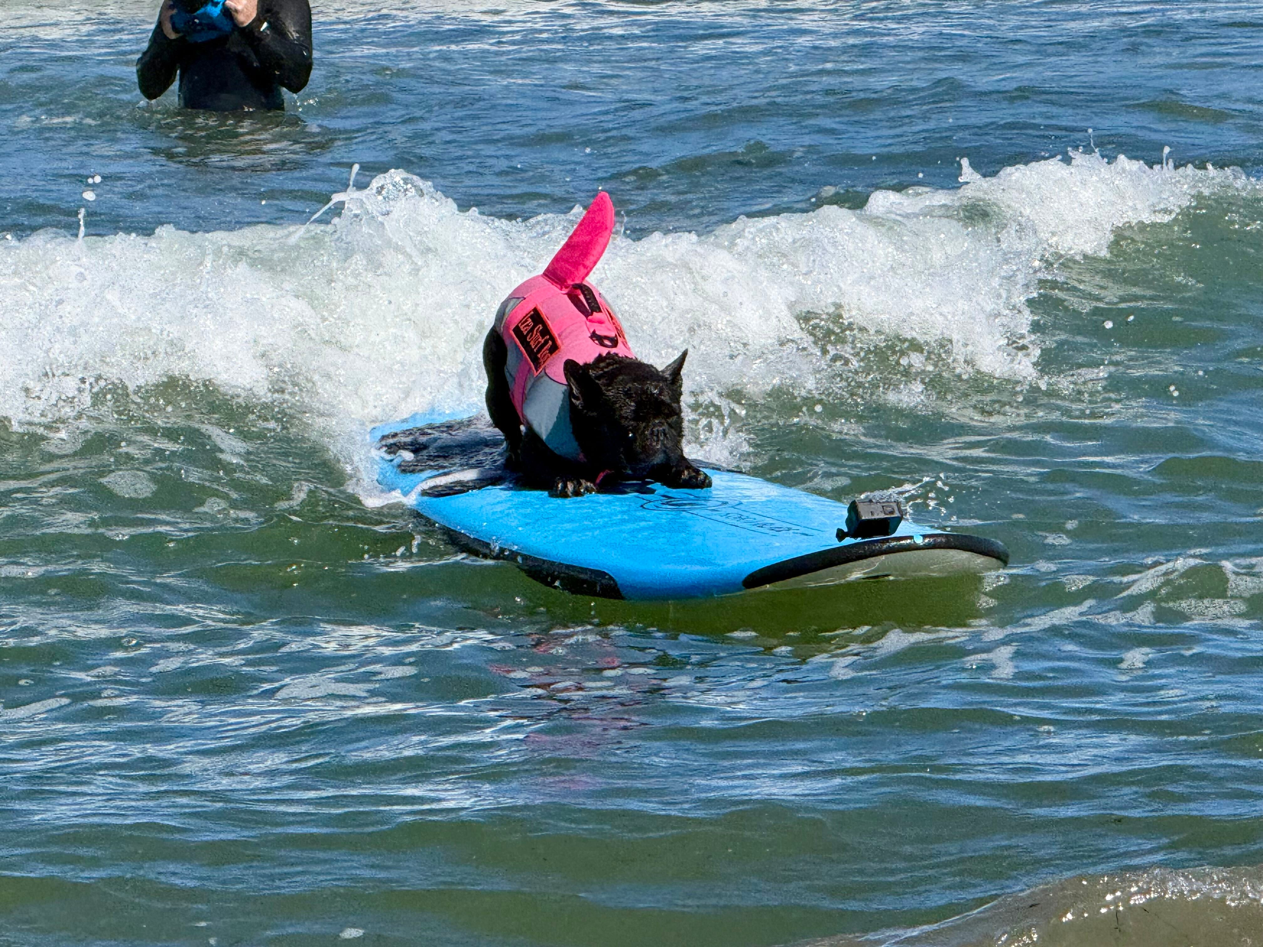 Top dogs ride waves at annual World Dog Surfing Championships – NBC New ...