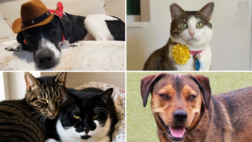 CTS-8726-FEAT-PETS-ARTICLE MAIN