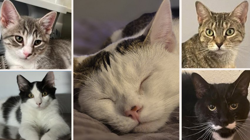 CTS MAIN WX PET OF DAY 81426 ARTICLE