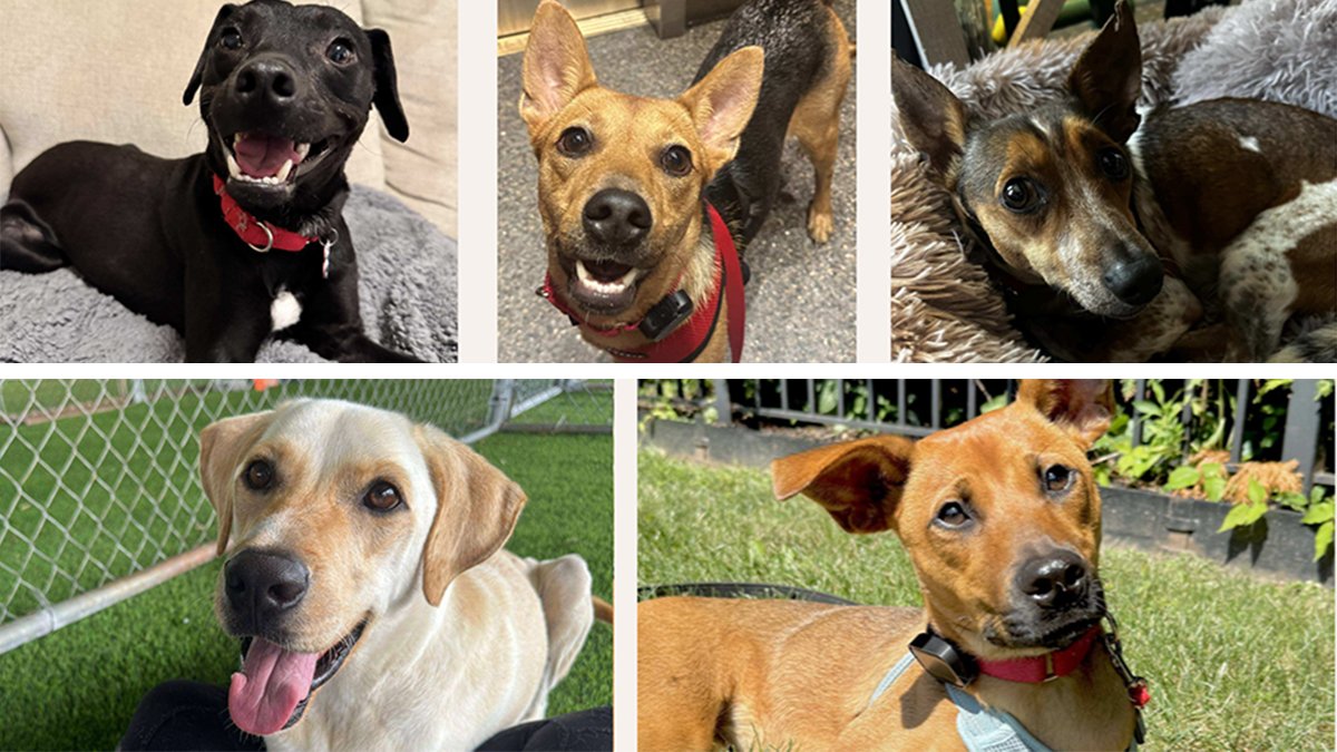 Today is the perfect day to change a life—and maybe your own by adopting at The SATO Project