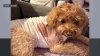 Police search for gunman after Brooklyn dog shot by stray bullet