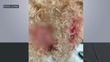 A blurred image of a bullet hole after Honey the dog was shot Wednesday evening. The gunman may have been targeting another person.