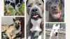 Did you know Jersey City Animal Care & Control has animals up for adoption?