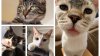 Cats are the purr-fect companions! Check out some that are up for adoption