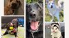 Meet some of the adorable animals awaiting loving homes at Bideawee shelters in NY