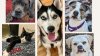 Check out these animals up for adoption at SPCA Westchester