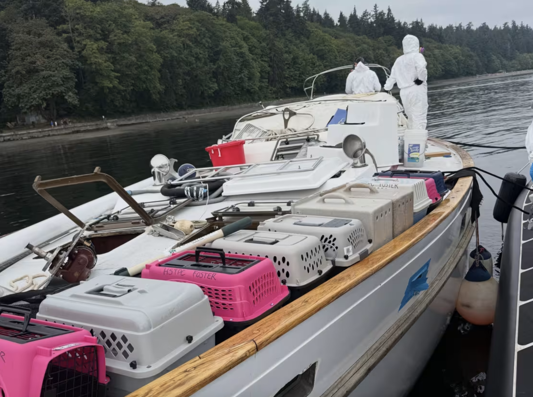 Police rescue dozens of abandoned cats found on a boat in Washington ...