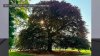 NJ's famed ‘Kissing Tree' is dying of terminal fungus. People are desperate to save it