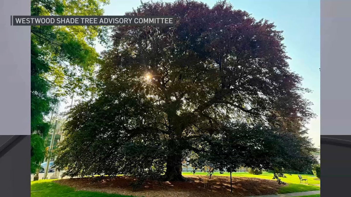 NJ's famed ‘Kissing Tree' is dying of terminal fungus. People are desperate to save it