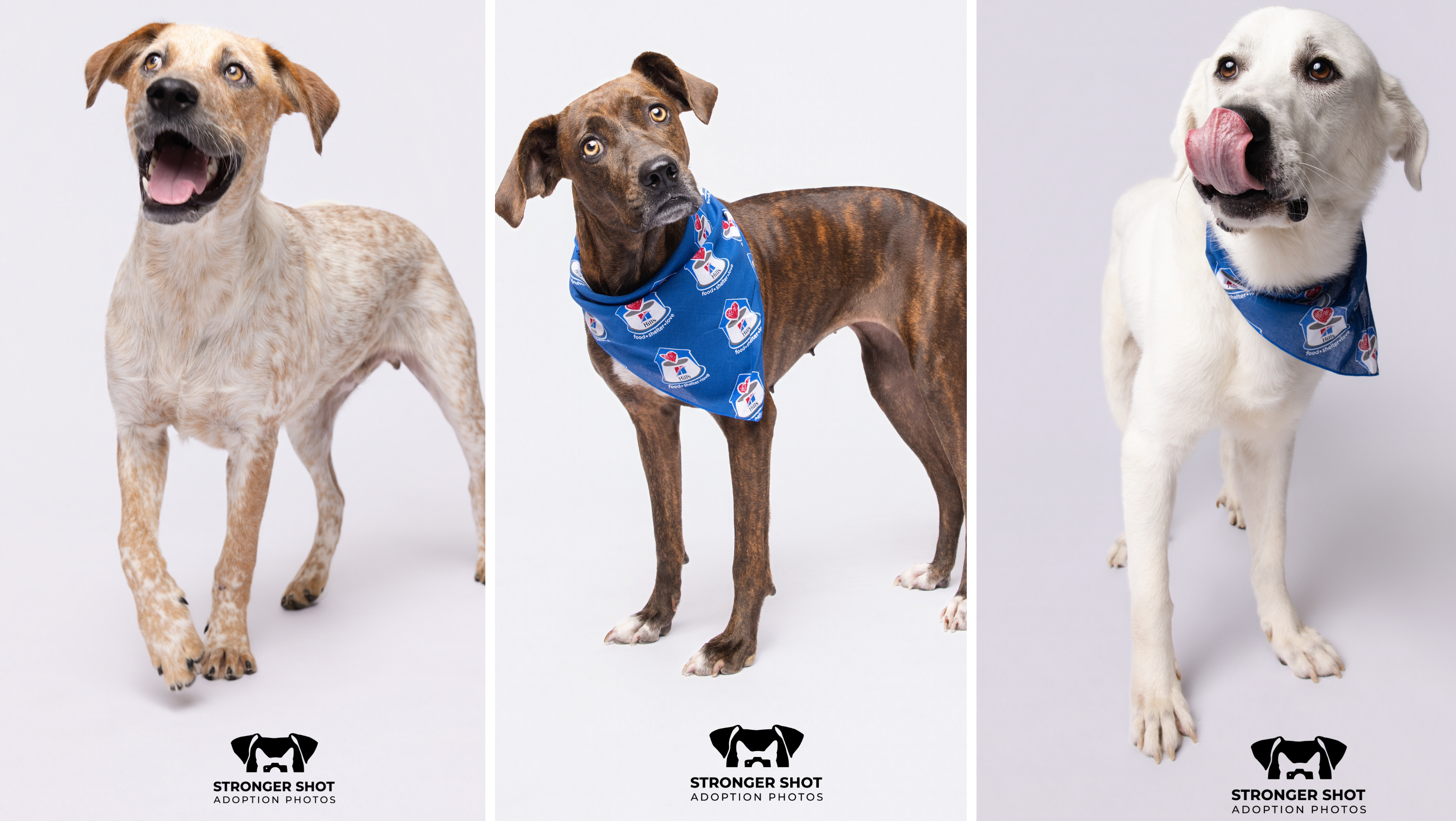 Rangers host 10 Texas shelter dogs for Bark at the Park night – NBC New ...