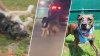 Dogs seen in viral video tied to back of moving car in Queens ready for adoption