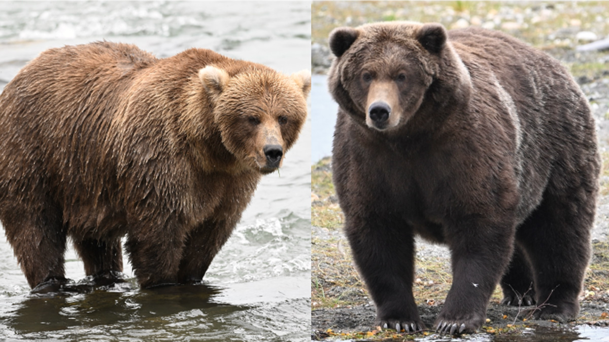 Fat Bear Week contestants, bracket and voting rules for 2026 – NBC New York