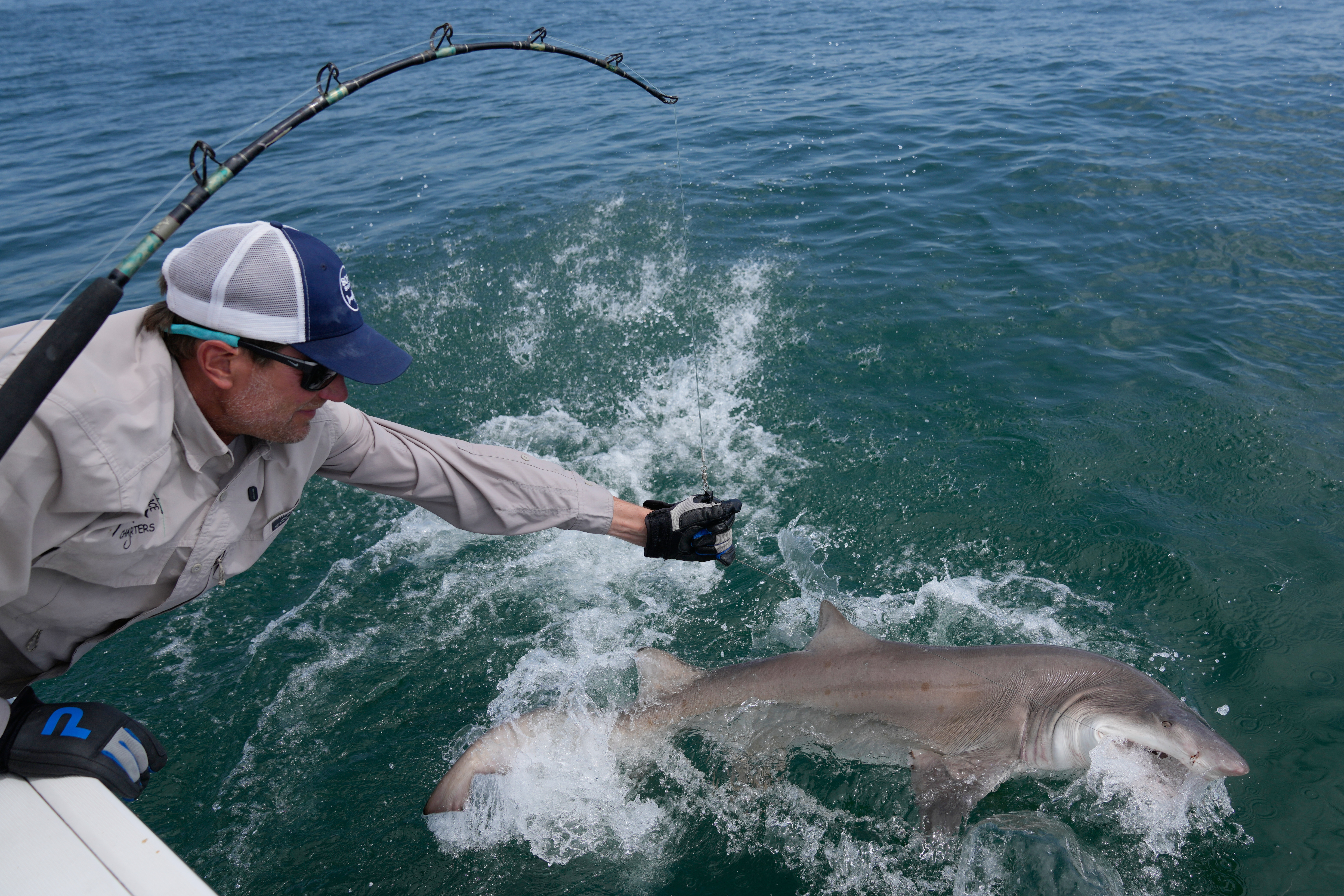 Researchers catch sharks off the Hamptons, attaching trackers to toothy predators