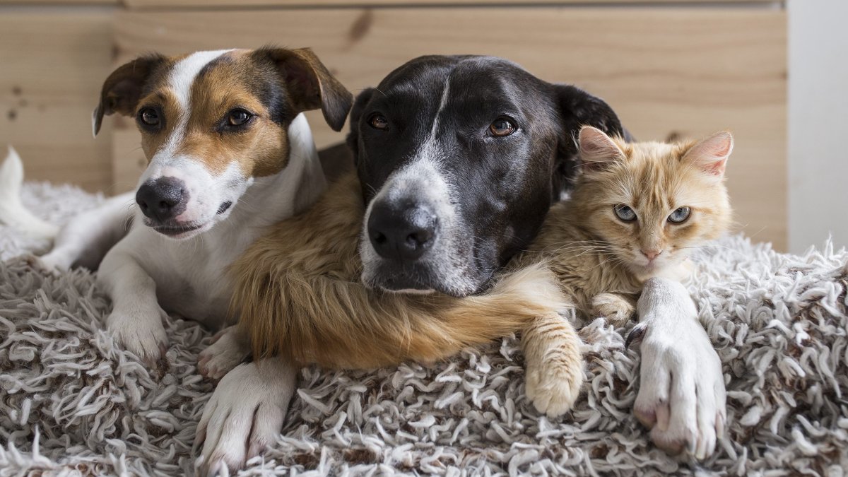 NBCU Local’s ‘Clear The Shelters’ 2026 Campaign Drives 135K+ Pet Adoptions