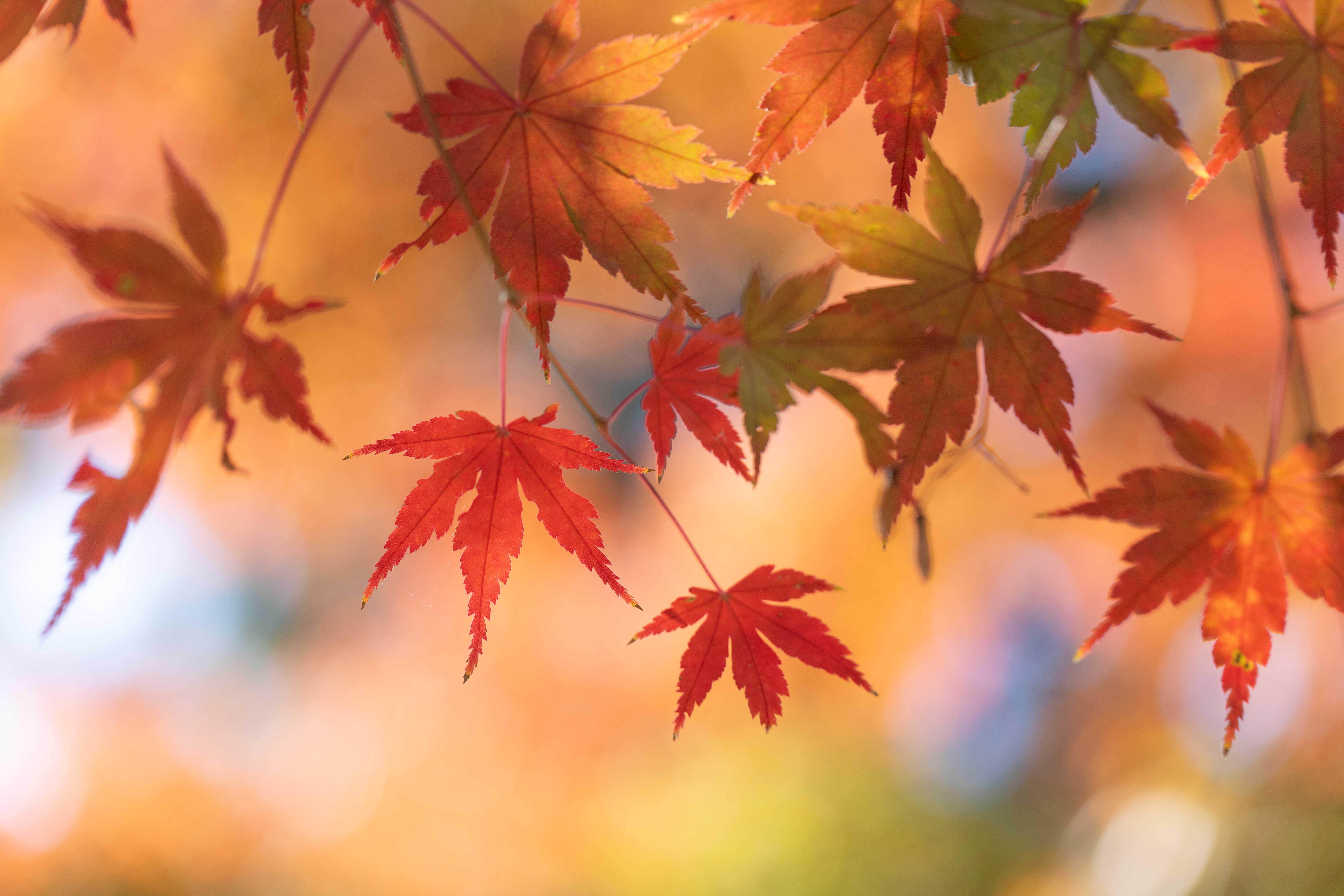 When does fall start? All about the 2026 autumnal equinox