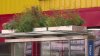 Can bus stop gardens help reduce flooding and keep commuters cool? NYC hopes so