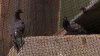 Net under NJ bridge was meant to keep pigeons away. Instead, birds are trapped inside
