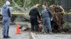 NYCHA worker killed by falling tree in East New York, Brooklyn