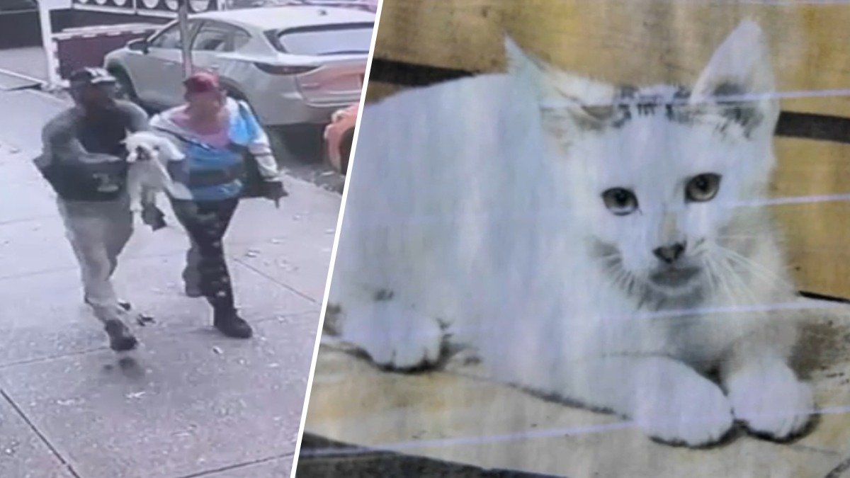 Brazen thieves caught on camera swiping bodega cat from Brooklyn home