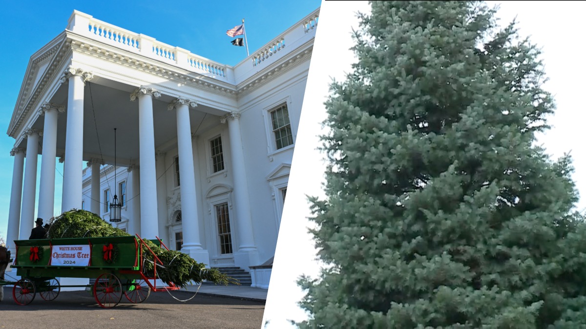 White House selects official Christmas tree for the 2026 holiday season