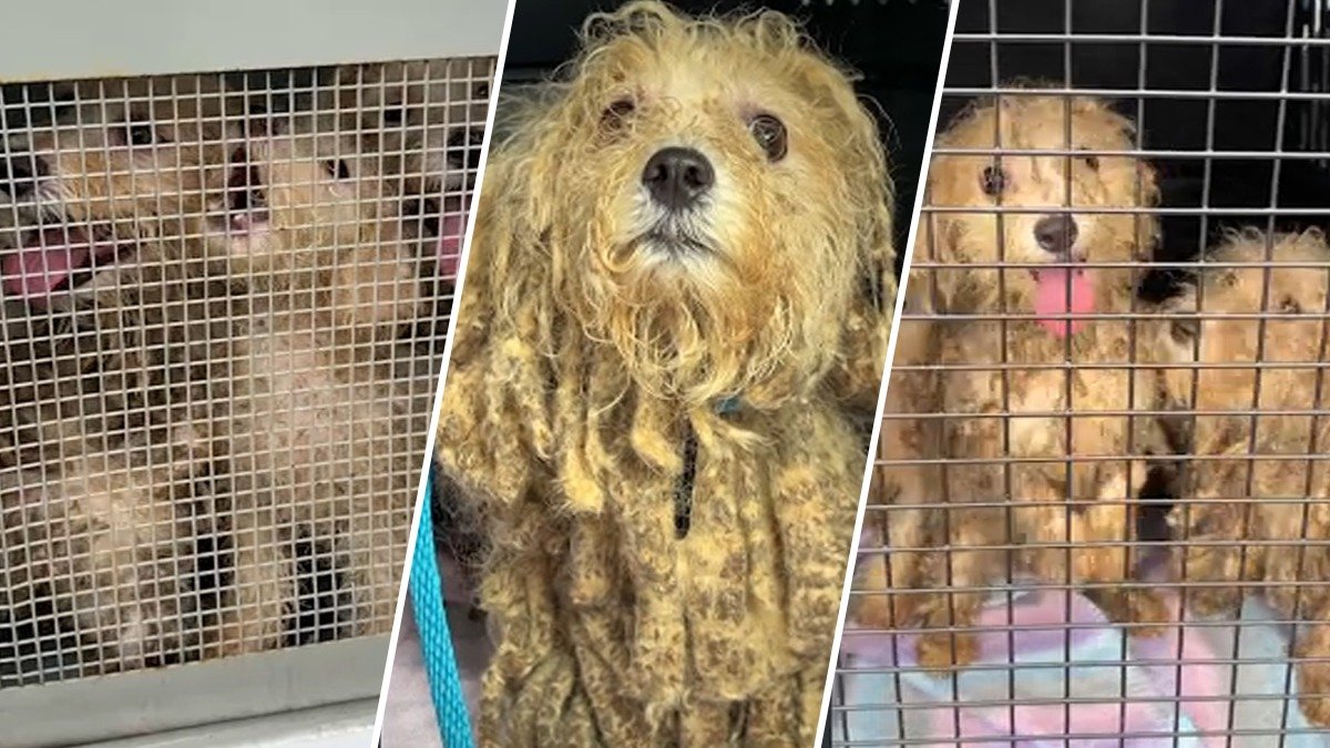 16 small dogs found abandoned, severely matted and in need of care in Newark home