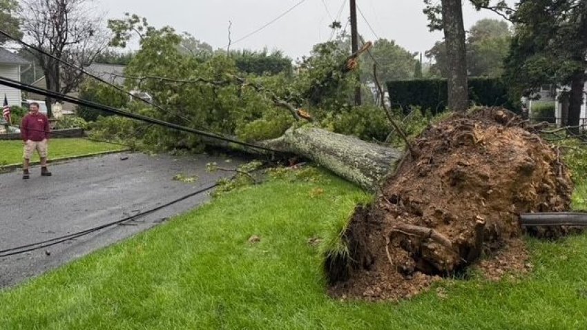 Large tree came down in Ronkonkoma during weekend nor’easter.
