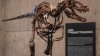 Rare fossil of T. rex cousin goes on display in NYC before heading to auction