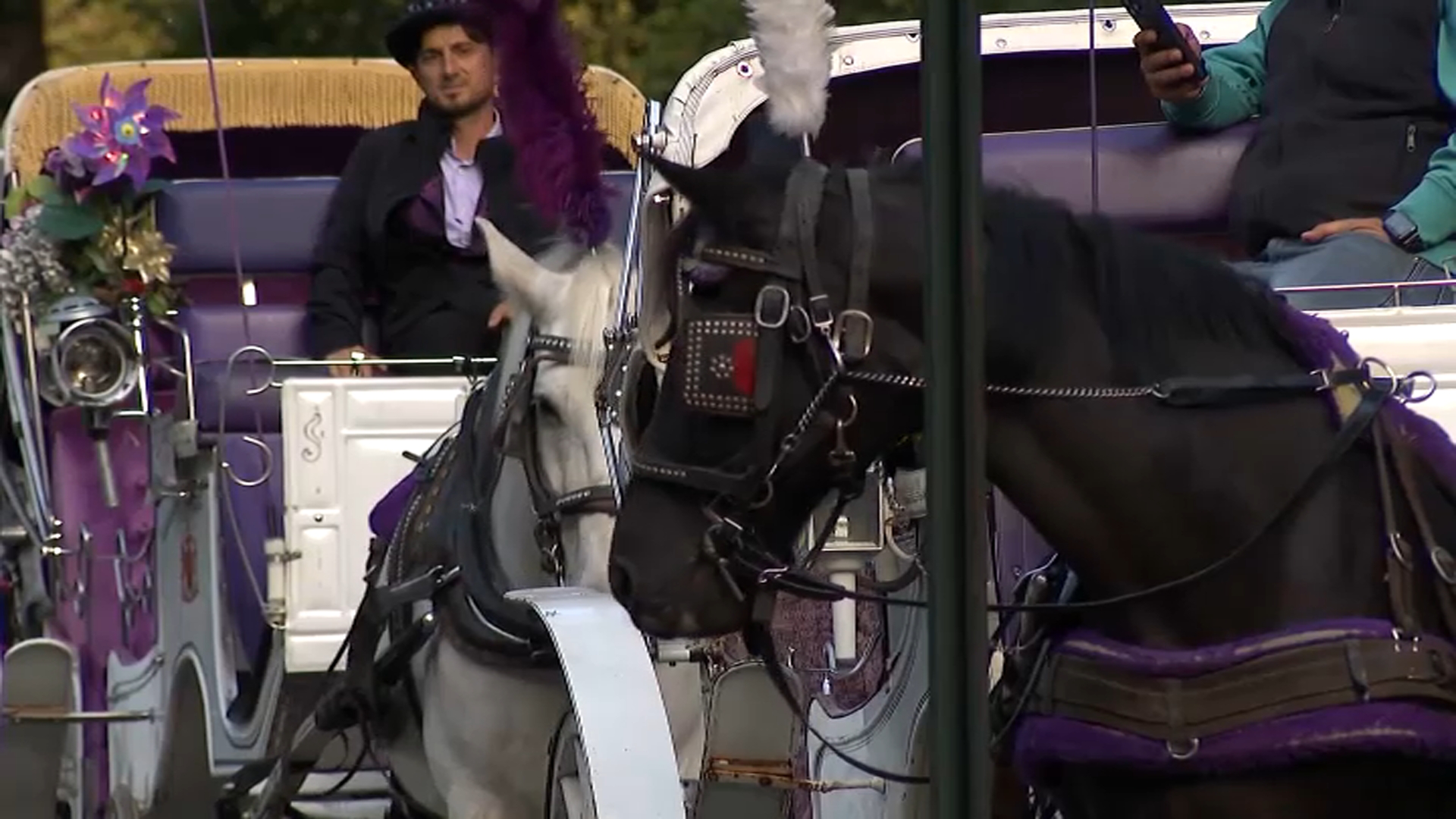 NYC Council set to vote on horse carriage ban Thursday – NBC New York