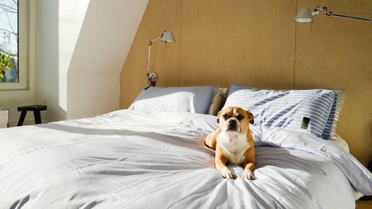 The secret to a good night's rest? Let sleeping dogs lie … next to you