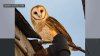 A rare family of barn owls moved into Manhattan's Upper West Side. New Yorkers are captivated