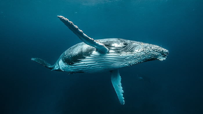 Humpback