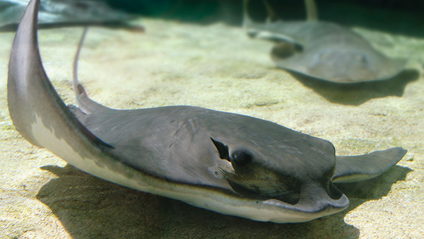 Bat Ray