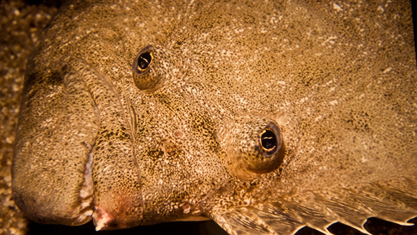 Halibut