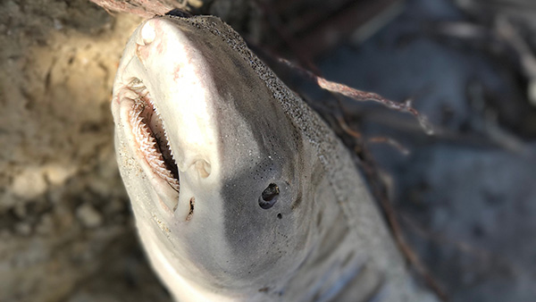 Leopard Shark