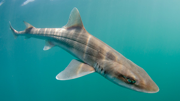 Smoothhound Shark