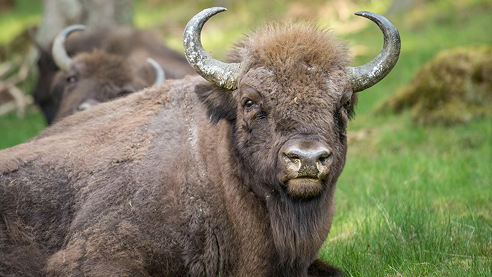 Buffalo
