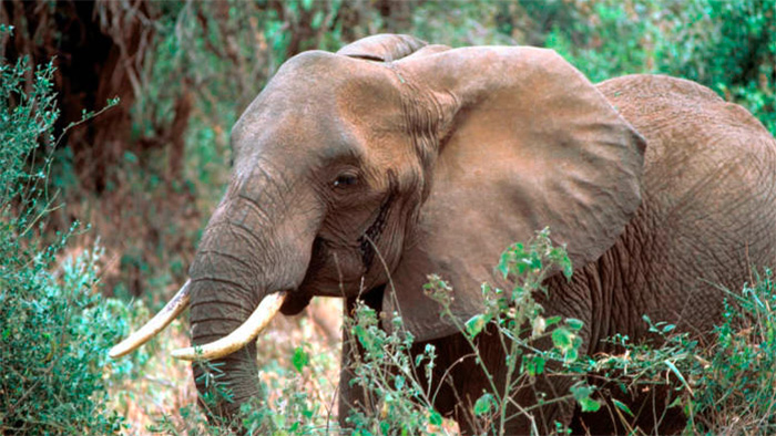 Elephant