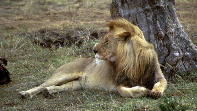 Lion