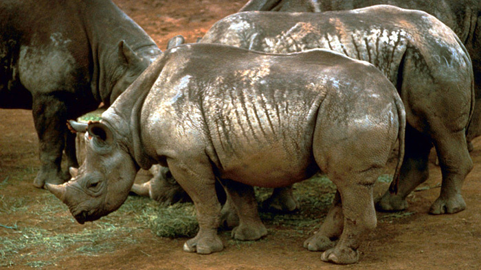 rhino