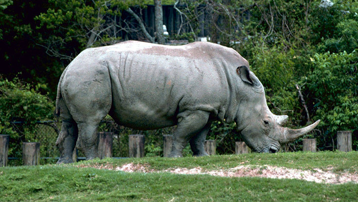 rhino